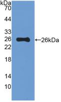 MUC5B Antibody