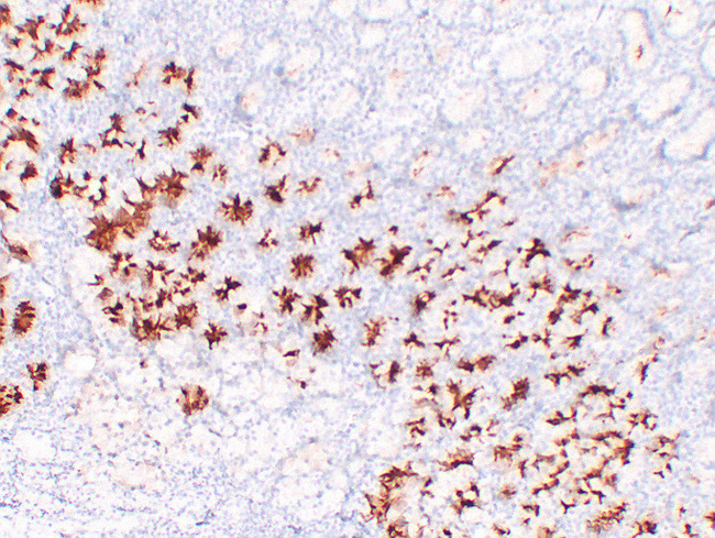 MUC6 / MUC-6 Antibody - Stomach 1
