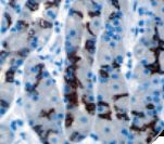 MUC6 / MUC-6 Antibody - IHC of MUC6 on FFPE Stomach tissue. This image was taken for the unmodified form of this product. Other forms have not been tested.