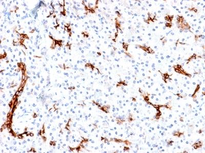 MUC6 / MUC-6 Antibody - Formalin-fixed, paraffin-embedded human Pancreas stained with MUC6 Rabbit Recombinant Monoclonal Antibody (MUC6/1553R).