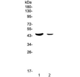MUC7 Antibody - Western blot testing of human 1) SW620 and 2) HepG2 lysate with MUC7 antibody at 0.5ug/ml. Predicted molecular weight ~39 kDa.