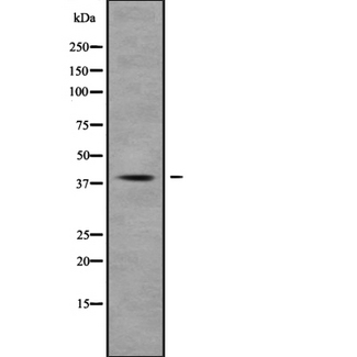 MUC7 Antibody - Western blot analysis of MUC7 using K562 whole cells lysates