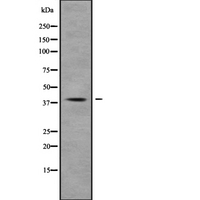 MUC7 Antibody - Western blot analysis of MUC7 using K562 whole cells lysates