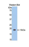 Mucin 2 / MUC2 Antibody - Western blot of recombinant Mucin 2 / MUC2.  This image was taken for the unconjugated form of this product. Other forms have not been tested.