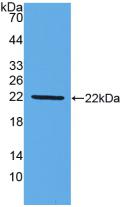 Mucin 2 / MUC2 Antibody - Western Blot; Sample: Recombinant MUC2, Mouse.