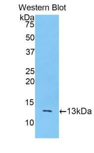 Mucin 2 / MUC2 Antibody - Western blot of recombinant Mucin 2 / MUC2. This image was taken for the unconjugated form of this product. Other forms have not been tested.