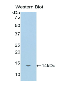 Mucin 2 / MUC2 Antibody - Western blot of recombinant Mucin 2 / MUC2.  This image was taken for the unconjugated form of this product. Other forms have not been tested.