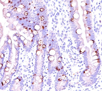Mucin 2 / MUC2 Antibody - MUC2 antibody CCP58 immunohistochemistry intestine.  This image was taken for the unmodified form of this product. Other forms have not been tested.