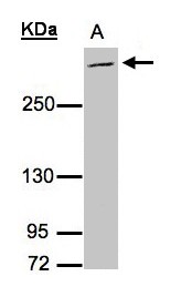 Mucin 2 / MUC2 Antibody - Sample (30g whole cell lysate). A: Raji. 5% SDS PAGE. MUC2 antibody diluted at 1:3000.