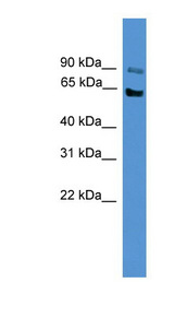 Mucolipin 3 / TRPML3 Antibody - MCOLN3 / Mucolipin 3 antibody Western blot of HepG2 cell lysate. This image was taken for the unconjugated form of this product. Other forms have not been tested.