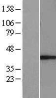 MUL1 / MULAN Protein - Western validation with an anti-DDK antibody * L: Control HEK293 lysate R: Over-expression lysate