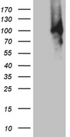 MUM1 Antibody - HEK293T cells were transfected with the pCMV6-ENTRY control. (Left lane) or pCMV6-ENTRY MUM1. (Right lane) cDNA for 48 hrs and lysed