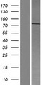 MUM1 Protein - Western validation with an anti-DDK antibody * L: Control HEK293 lysate R: Over-expression lysate