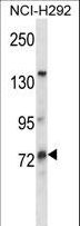 MUM1L1 Antibody - MUM1L1 Antibody western blot of NCI-H292 cell line lysates (35 ug/lane). The MUM1L1 antibody detected the MUM1L1 protein (arrow).