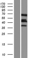 MURC Protein - Western validation with an anti-DDK antibody * L: Control HEK293 lysate R: Over-expression lysate