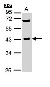 MURF1 / IRF Antibody - Sample (30 ug whole cell lysate). A: Hep G2 . 10% SDS PAGE. MURF1 / IRF antibody diluted at 1:1000