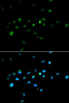 MURF1 / IRF Antibody - Immunofluorescence analysis of A549 cells.