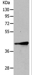 MURF1 / IRF Antibody - Western blot analysis of Human fetal muscle tissue, using TRIM63 Polyclonal Antibody at dilution of 1:1050.