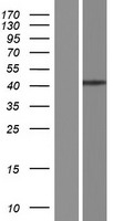 MURF1 / IRF Protein - Western validation with an anti-DDK antibody * L: Control HEK293 lysate R: Over-expression lysate