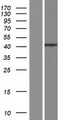 MURF1 / IRF Protein - Western validation with an anti-DDK antibody * L: Control HEK293 lysate R: Over-expression lysate