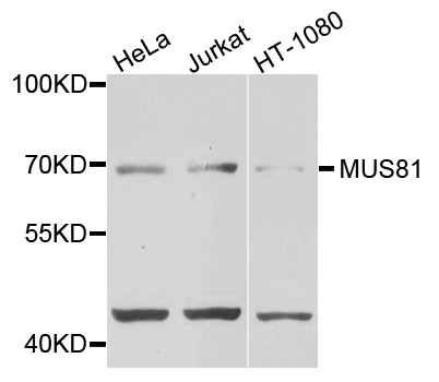 MUS81 Antibody - Western blot analysis of extracts of various cells.