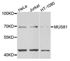 MUS81 Antibody - Western blot analysis of extracts of various cells.
