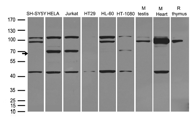 MUS81 Antibody - Western blot analysis of extracts. (35ug) from different cell lines or tissues by using anti-MUS81 rabbit polyclonal antibody .