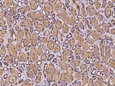 MUS81 Antibody - Immunochemical staining of human MUS81 in human kidney with rabbit polyclonal antibody at 1:100 dilution, formalin-fixed paraffin embedded sections.