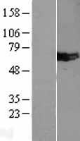 MUS81 Protein - Western validation with an anti-DDK antibody * L: Control HEK293 lysate R: Over-expression lysate