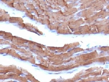 Muscle Actin Antibody - Formalin-fixed, paraffin-embedded rat heart stained with pan Muscle Actin antibody.  This image was taken for the unmodified form of this product. Other forms have not been tested.