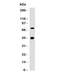 Muscle Actin Antibody - Western blot testing of human skeletal muscle with Muscle Actin antibody (clone PMAC1-1). Predicted molecular weight ~42 kDa.  This image was taken for the unmodified form of this product. Other forms have not been tested.