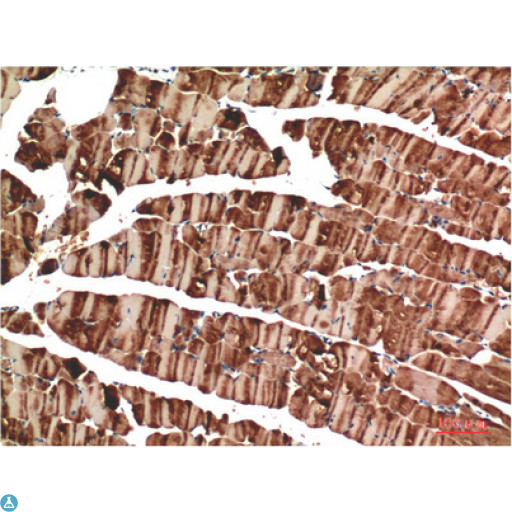 Muscle Actin Antibody - Immunohistochemistry (IHC) analysis of paraffin-embedded Mouse Skeletal Muscle Tissue using Muscle Actin Mouse Monoclonal Antibody diluted at 1:200.