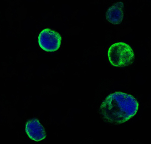 MUSK Antibody - Confocal immunofluorescence of HEK293 cells transfected with extracellular MUSK (aa24-209)-hIgGFc using MUSK mouse monoclonal antibody (green). Blue: DRAQ5 fluorescent DNA dye.