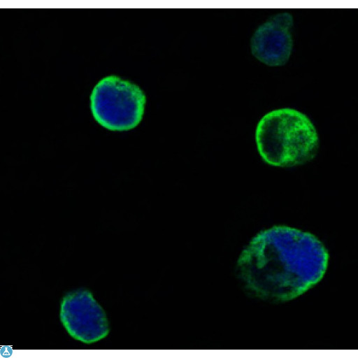 MUSK Antibody - Confocal immunofluorescence (IF) analysis of HEK293 cells transfected with extracellular MUSK (aa24-209)-hIgGFc using anti-MuSK monoclonal antibody (STJ98259) (green). Blue: DRAQ5 fluorescent DNA dye.