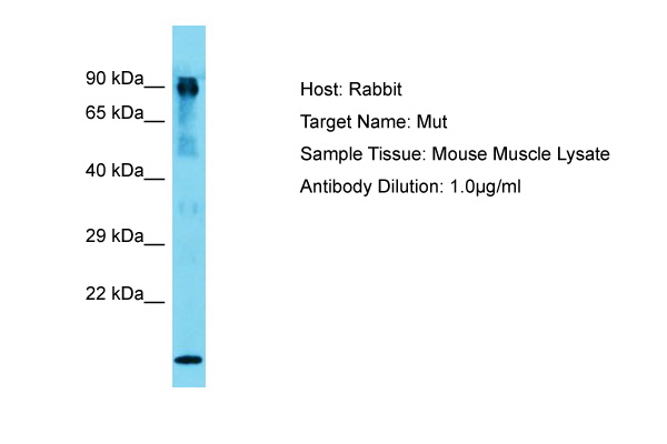 MUT / MCM Antibody -  This image was taken for the unconjugated form of this product. Other forms have not been tested.