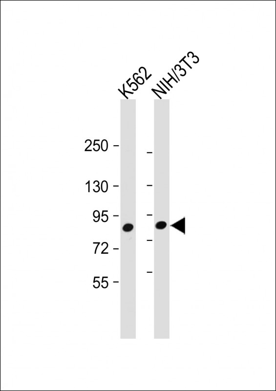 MUT / MCM Antibody - All lanes: Anti-MUT Antibody (Center) at 1:2000 dilution Lane 1: K562 whole cell lysate Lane 2: NIH/3T3 whole cell lysate Lysates/proteins at 20 µg per lane. Secondary Goat Anti-Rabbit IgG, (H+L), Peroxidase conjugated at 1/10000 dilution. Predicted band size: 83 kDa Blocking/Dilution buffer: 5% NFDM/TBST.