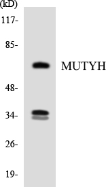MUTYH / MYH Antibody - Western blot analysis of the lysates from HUVECcells using MUTYH antibody.