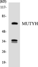 MUTYH / MYH Antibody - Western blot analysis of the lysates from HUVECcells using MUTYH antibody.