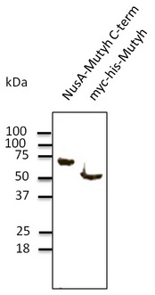 MUTYH / MYH Antibody - Western blot. Anti-Mutyh antibody at 1:1000 dilution. Recombinant protein at 50 ng and 293HEK transfected lysate at 100 ug per lane. Rabbit polyclonal to goat IgG (HRP) at 1:10000 dilution.
