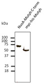 MUTYH / MYH Antibody - Western blot. Anti-Mutyh antibody at 1:1000 dilution. Recombinant protein at 50 ng and 293HEK transfected lysate at 100 ug per lane. Rabbit polyclonal to goat IgG (HRP) at 1:10000 dilution.