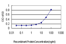 MUTYH / MYH Antibody - Detection limit for recombinant GST tagged MUTYH is approximately 1 ng/ml as a capture antibody.