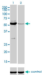 MUTYH / MYH Antibody - Western blot analysis of MUTYH over-expressed 293 cell line, cotransfected with MUTYH Validated Chimera RNAi (Lane 2) or non-transfected control (Lane 1). Blot probed with MUTYH monoclonal antibody (M01), clone 4D10 . GAPDH ( 36.1 kDa ) used as specificity and loading control.
