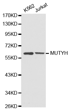 MUTYH / MYH Antibody - Western blot analysis of extracts of various cell lines.