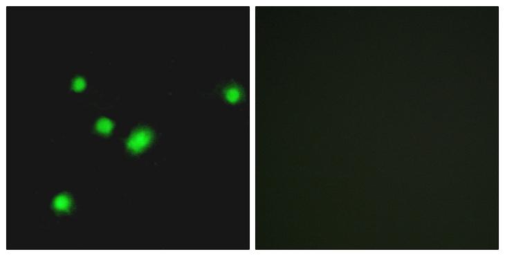 MUTYH / MYH Antibody - Peptide - + Immunofluorescence analysis of A549 cells, using MUTYH antibody.