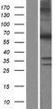 MUTYH / MYH Protein - Western validation with an anti-DDK antibody * L: Control HEK293 lysate R: Over-expression lysate
