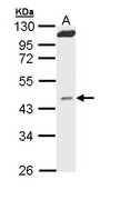 MVD Antibody - Sample (30 ug of whole cell lysate). A: Hep G2 . 10% SDS PAGE. MVD antibody diluted at 1:1000.