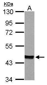 MVD Antibody - Sample (50 ug of whole cell lysate). A: mouse Liver. 10% SDS PAGE. MVD antibody diluted at 1:1000.