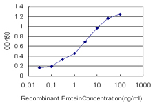 MVD Antibody - Detection limit for recombinant GST tagged MVD is approximately 0.1 ng/ml as a capture antibody.
