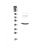 MVD Antibody - Western blot - Anti-MVD Picoband antibody