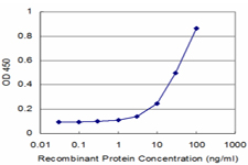 MVK Antibody - Detection limit for recombinant GST tagged MVK is approximately 3 ng/ml as a capture antibody.